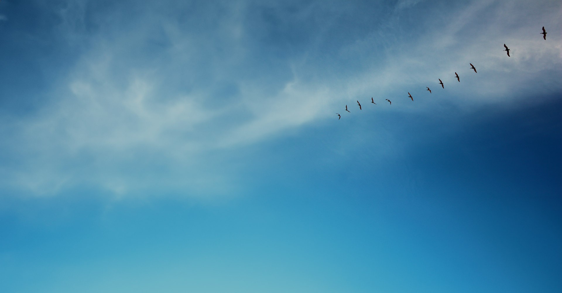 certania-background-image_partner-by-categories certania-background-image_partner-by-categories