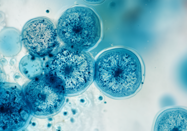 260112_CERTANIA_biotec_webprofile 260112_CERTANIA_biotec_webprofile